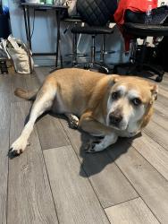Lost Male Dog last seen Woodlake, San Antonio, TX 78244