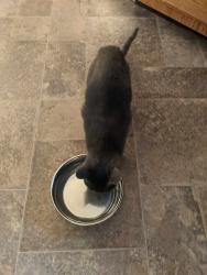 Found/Stray Male Cat last seen Across from nob hill apmts, Syracuse, NY 13205