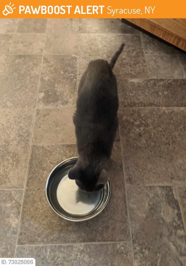 Found/Stray Male Cat last seen Across from nob hill apmts, Syracuse, NY 13205