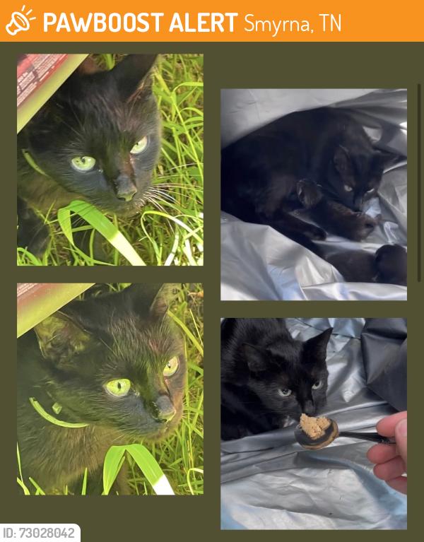 Found/Stray Female Cat last seen Seven Oaks neighborhood—Smyrna, TN, Smyrna, TN 37167