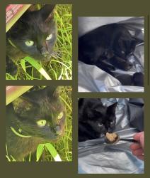 Found/Stray Female Cat last seen Seven Oaks neighborhood—Smyrna, TN, Smyrna, TN 37167