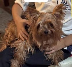 Lost Female Dog last seen calle 19 de marzo y union, colonia el roble, San Nicolás de los Garza, N.L. 66450