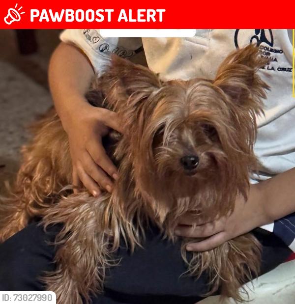 Lost Female Dog last seen calle 19 de marzo y union, colonia el roble, San Nicolás de los Garza, N.L. 66450