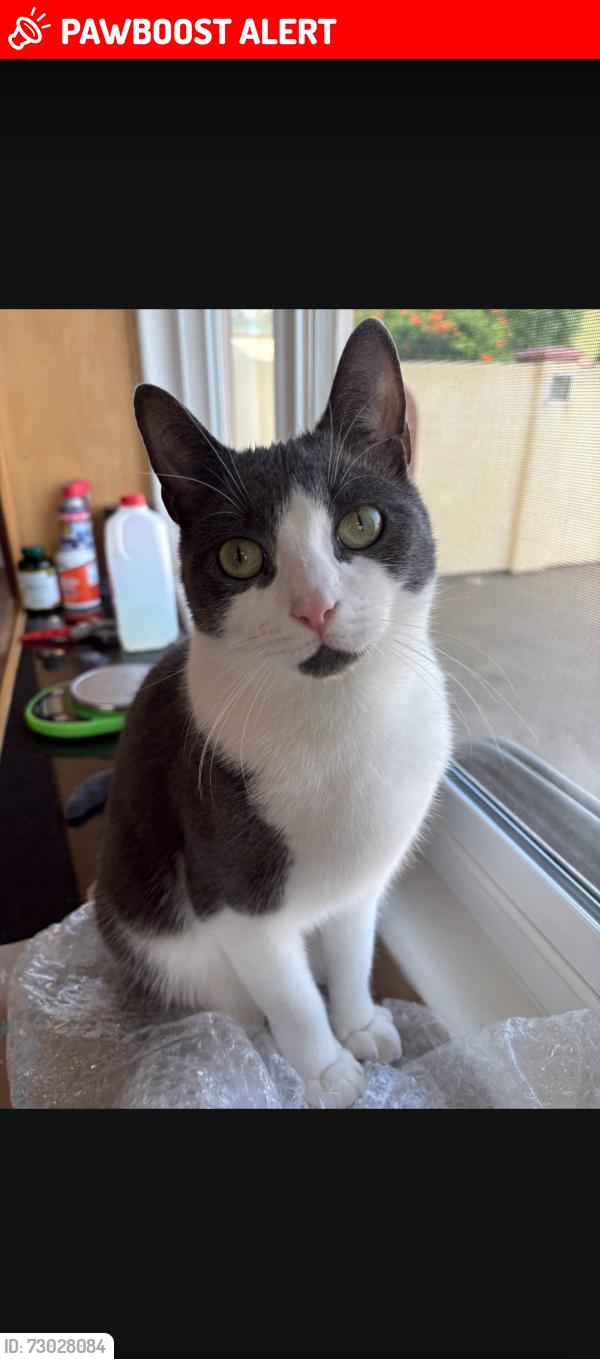Lost Male Cat last seen Near Knoll View Dr , Rancho Palos Verdes, CA 90275