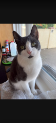 Lost Male Cat last seen Near Knoll View Dr , Rancho Palos Verdes, CA 90275