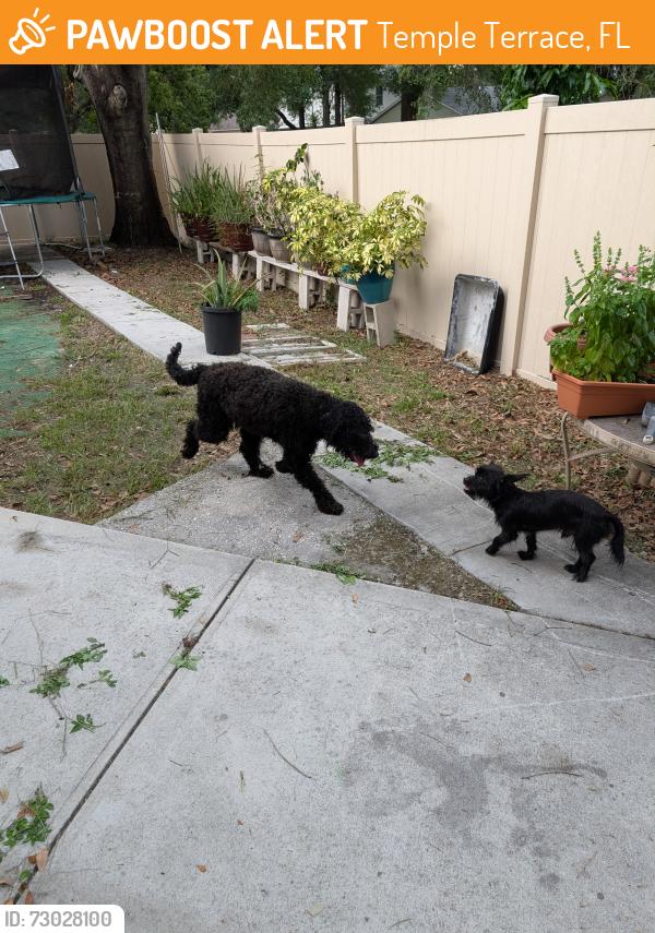 Found/Stray Unknown Dog last seen Terrace trail lane and Trevor oaks, Temple Terrace, FL 33637