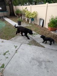 Found/Stray Unknown Dog last seen Terrace trail lane and Trevor oaks, Temple Terrace, FL 33637