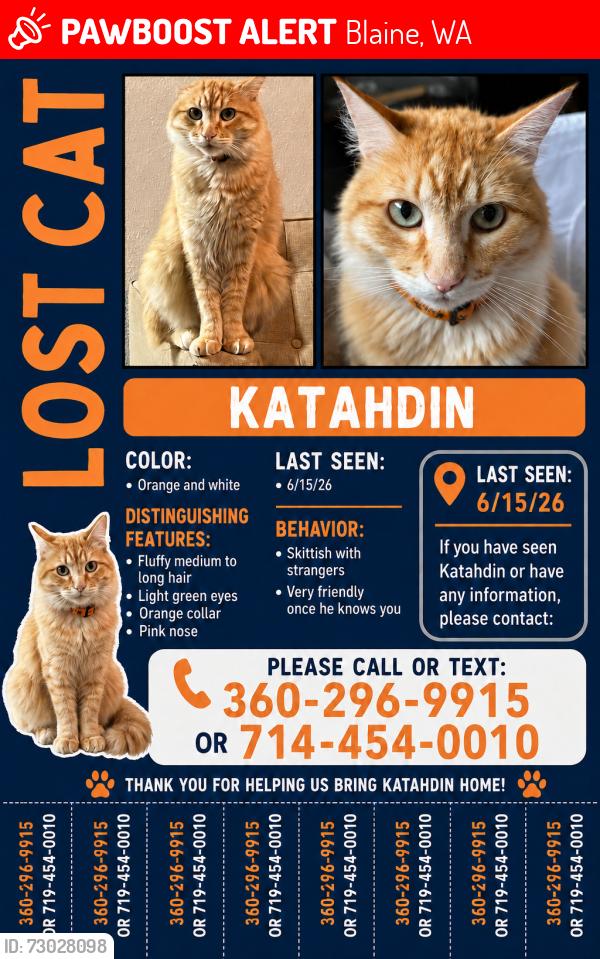 Lost Male Cat last seen Near henley and comfort , Blaine, WA 98230