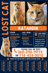 Lost Male Cat last seen Near henley and comfort , Blaine, WA 98230