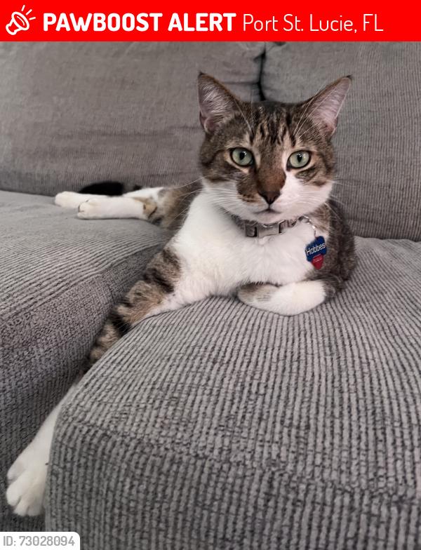 Lost Male Cat last seen SE Avalon rd & Grand or Lennard, Port St. Lucie, FL 34952