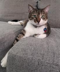 Lost Male Cat last seen SE Avalon rd & Grand or Lennard, Port St. Lucie, FL 34952