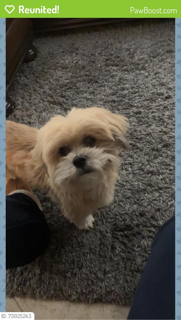 Reunited Male Dog last seen By the police station & city hall in Dana Point. , Dana Point, CA 92629