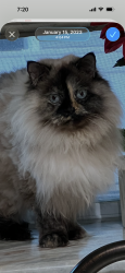 Lost Female Cat last seen 15th&16th sts, Philadelphia, PA 19121