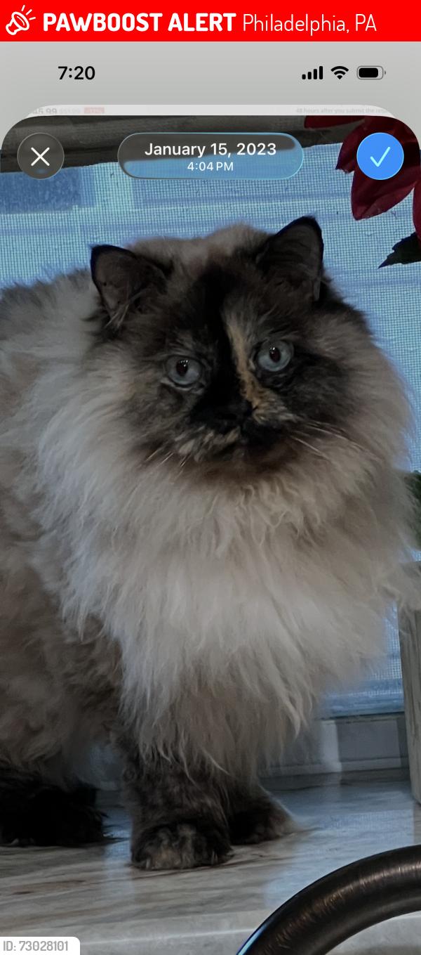 Lost Female Cat last seen 15th&16th sts, Philadelphia, PA 19121