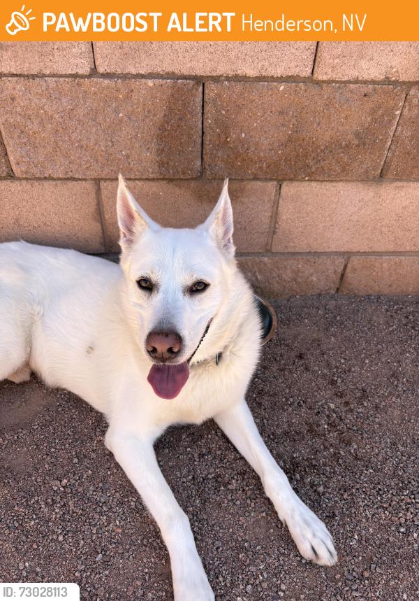 Found/Stray Male Dog last seen Desert mountain , Henderson, NV 89002