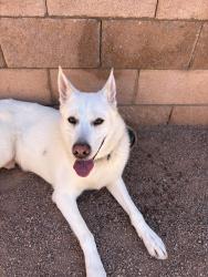 Found/Stray Male Dog last seen Desert mountain , Henderson, NV 89002