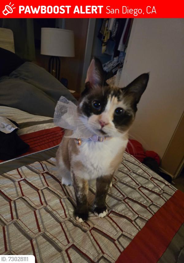 Lost Female Cat last seen Spectrum Center Blvd and overland, San Diego, CA 92123