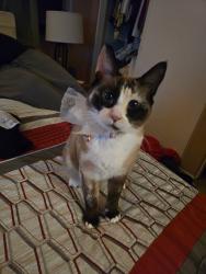 Lost Female Cat last seen Spectrum Center Blvd and overland, San Diego, CA 92123