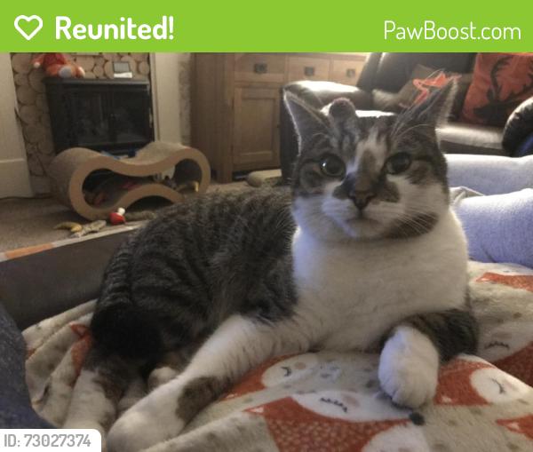 Reunited Male Cat last seen London road, Hinckley, The Coppice, Burbage, Burbage Common, Burbage, England LE10 2UD
