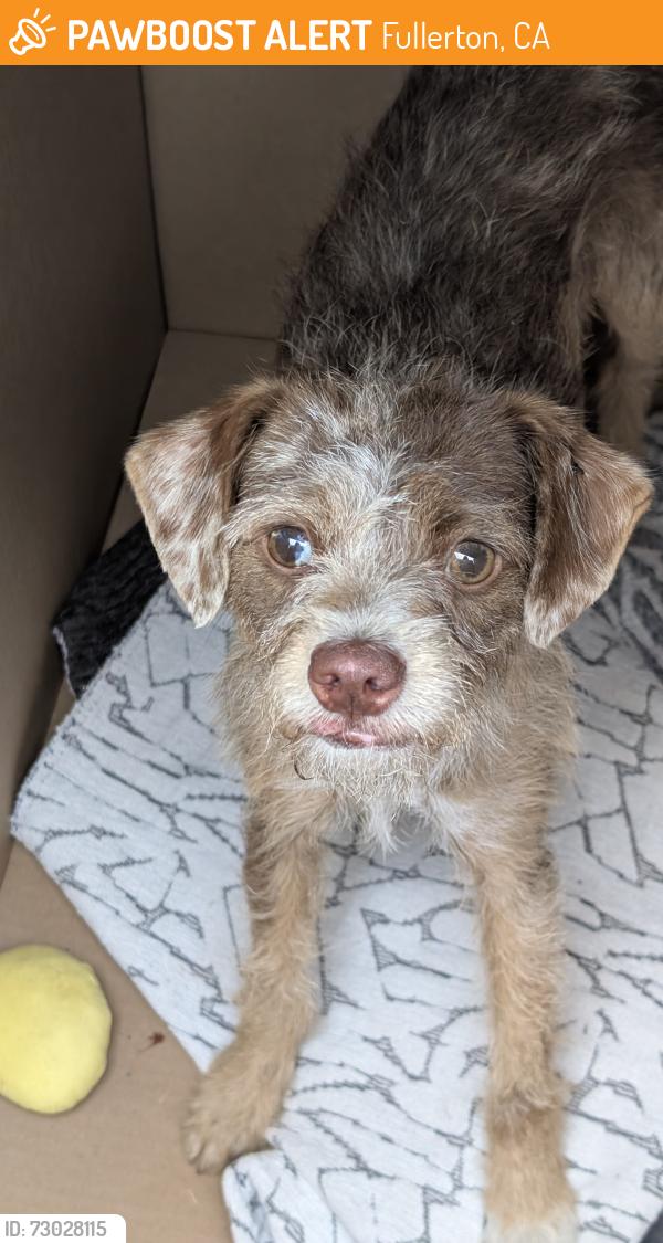 Found/Stray Female Dog last seen Gilbert and Raymer , Fullerton, CA 92833