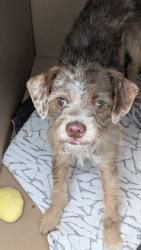 Found/Stray Female Dog last seen Gilbert and Raymer , Fullerton, CA 92833