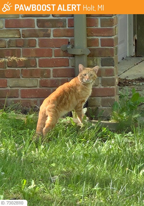 Found/Stray Unknown Cat last seen Holt St and Aurelieus, Holt, MI 48842