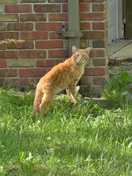 Found/Stray Unknown Cat last seen Holt St and Aurelieus, Holt, MI 48842