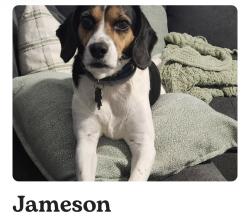 Reunited Male Dog last seen shell road, Chesapeake, VA 23323