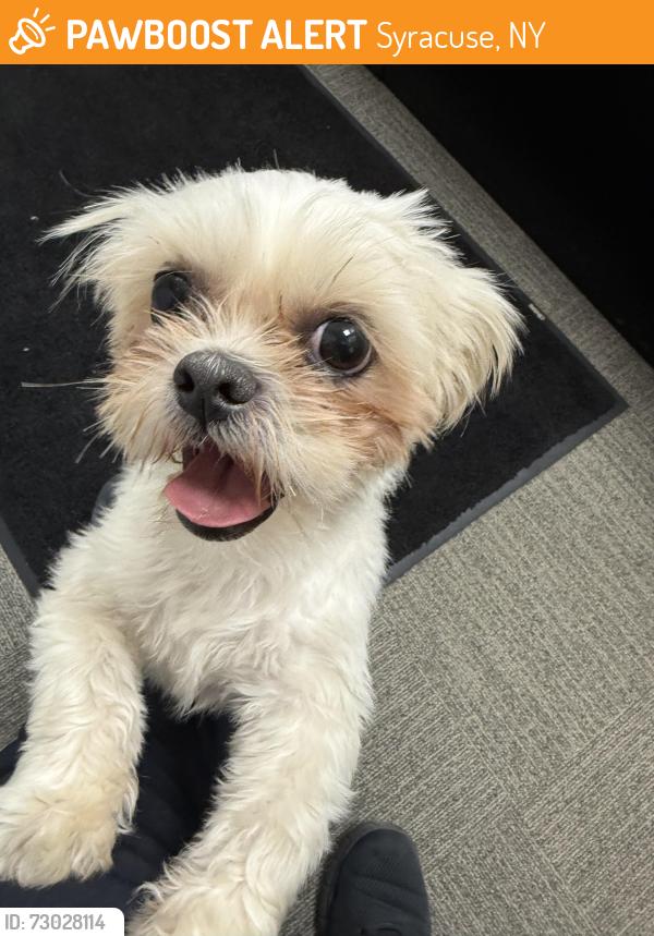 Found/Stray Female Dog last seen Centro hub, Syracuse, NY 13205