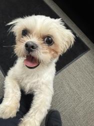 Found/Stray Female Dog last seen Centro hub, Syracuse, NY 13205
