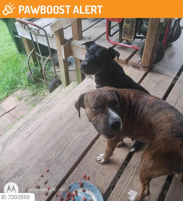 Found/Stray Female Dog last seen Miley niquiporo Ln tickfaw Louisiana, Tangipahoa Parish, LA 70466