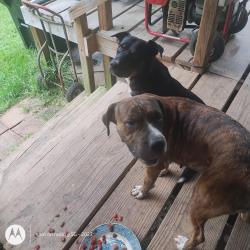 Found/Stray Female Dog last seen Miley niquiporo Ln tickfaw Louisiana, Tangipahoa Parish, LA 70466