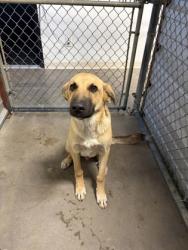 Shelter Stray Male Dog last seen cummings and 67, City of Alvarado, TX, 602 S Pkwy Dr, Alvarado, TX 76009, USA