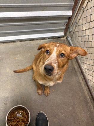 Shelter Stray Female Dog last seen Near E cotter, City of Alvarado, TX, 602 S Pkwy Dr, Alvarado, TX 76009, USA