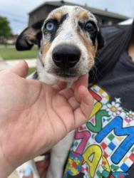 Shelter Stray Female Dog last seen Near MARQUITA DR, West District, TX, 355 Hillshire Dr, Haslet, TX 76052, USA