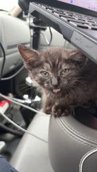 Shelter Stray Male Cat last seen Near Las Vegas Trail, West District, TX, 355 Hillshire Dr, Haslet, TX 76052, USA