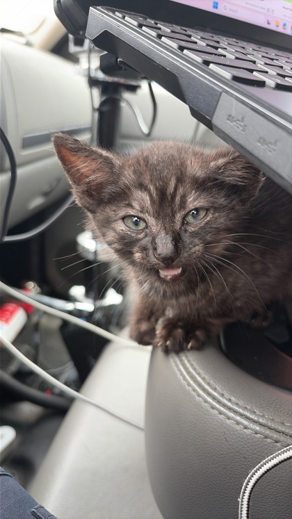 Shelter Stray Male Cat last seen Near Las Vegas Trail, West District, TX, 355 Hillshire Dr, Haslet, TX 76052, USA