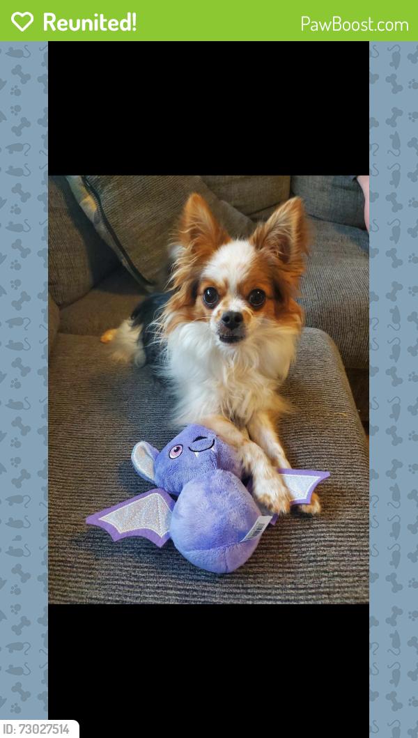 Reunited Male Dog last seen Missouri State Rd , Arnold, MO 63010