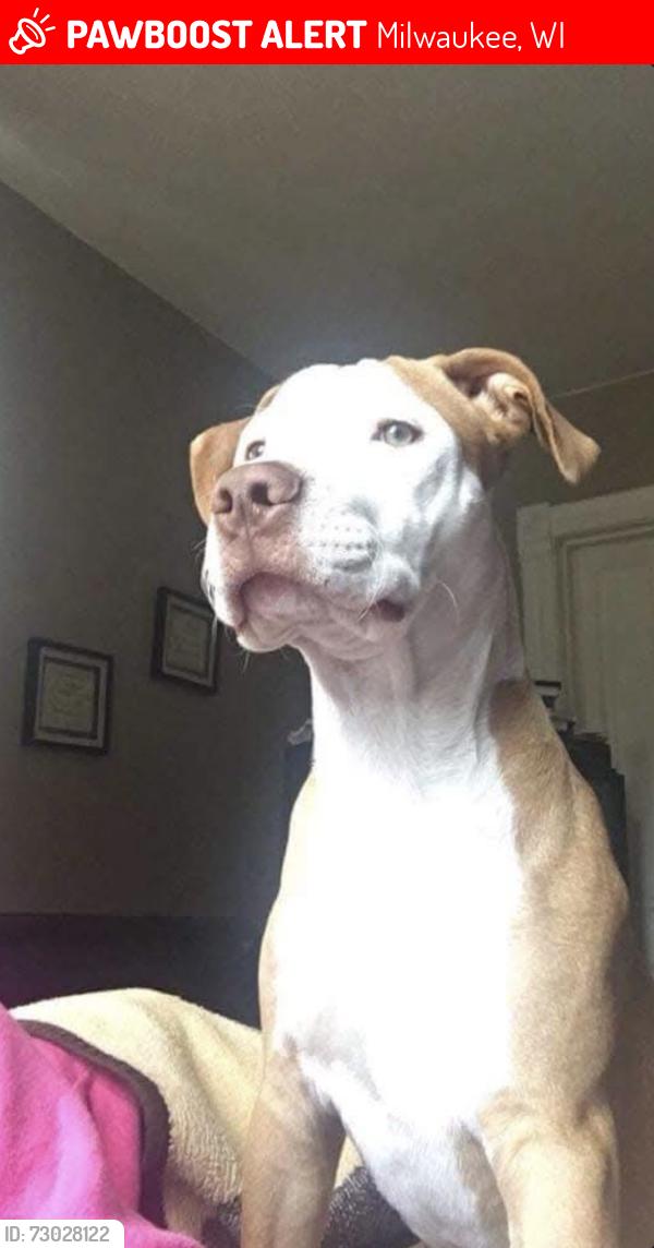 Lost Male Dog last seen Near , Milwaukee, WI 53233