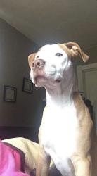 Lost Male Dog last seen Near , Milwaukee, WI 53233