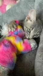 Reunited Female Cat last seen loveland, Port Charlotte, FL 33954