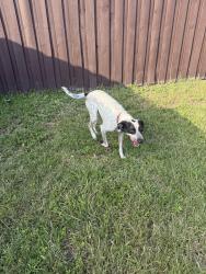 Found/Stray Male Dog last seen SW 134th ave 33183, Miami, FL 33183