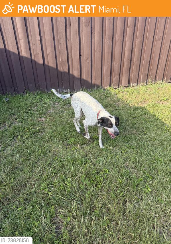 Found/Stray Male Dog last seen SW 134th ave 33183, Miami, FL 33183
