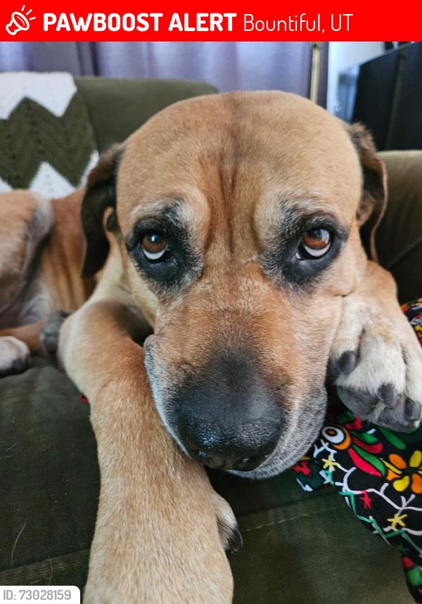 Lost Male Dog last seen Hallbrook trail loop , Bountiful, UT 84010