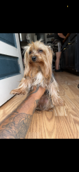 Lost Male Dog last seen Near Unruh ave pa 19135, Philadelphia, PA 19135