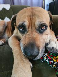 Lost Male Dog last seen Hallbrook trail loop , Bountiful, UT 84010