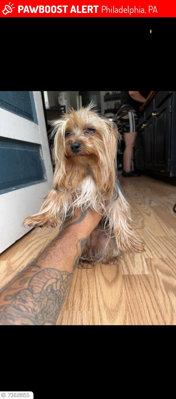 Lost Male Dog last seen Near Unruh ave pa 19135, Philadelphia, PA 19135