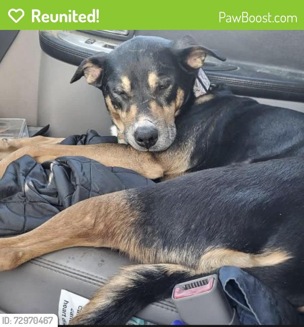 Reunited Female Dog last seen Near Freeway/ Soledad exit, Acton, CA 93510