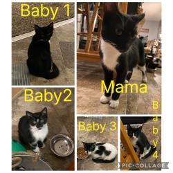 Found/Stray Unknown Cat last seen Burr street and Geranium, Saint Paul, MN 55130