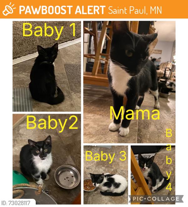Found/Stray Unknown Cat last seen Burr street and Geranium, Saint Paul, MN 55130